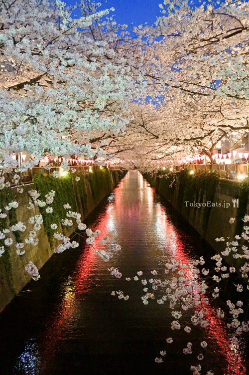 Cherry blossoms - Ohanami 2014