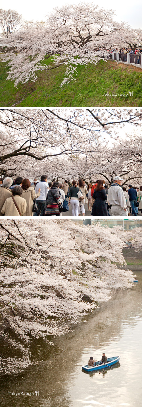 Cherry blossoms - Ohanami 2013
